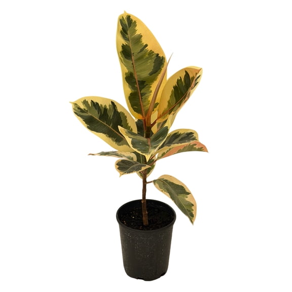 MicroStarts Live Tineke Rubber Plant - 1 Ficus Plant in 1 gallon pot