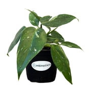 Philodendron Plants Near Me: Shop Live Philodendrons - Walmart.com