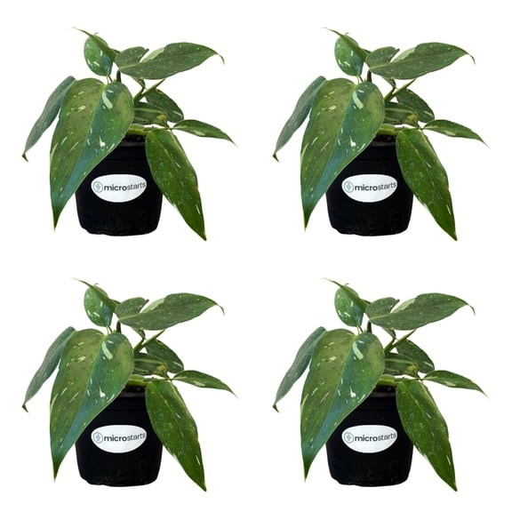 MicroStarts Live White Wizard Philodendron Plant - 4 Plants in 4 inch pots