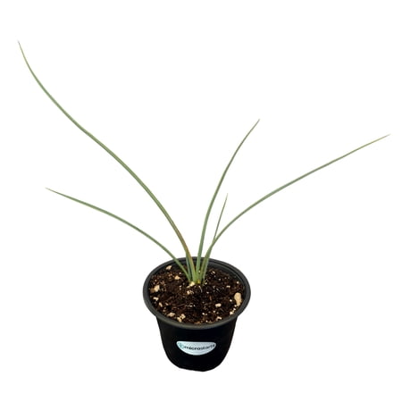 MicroStarts Live Yellow Hesperaloe Low-Water Plant - 1 Plant in 4 inch pot