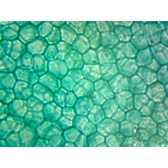 Microcope Slide; Ulva (Sea Lettuce) Thallus; Section by Go Science Crazy