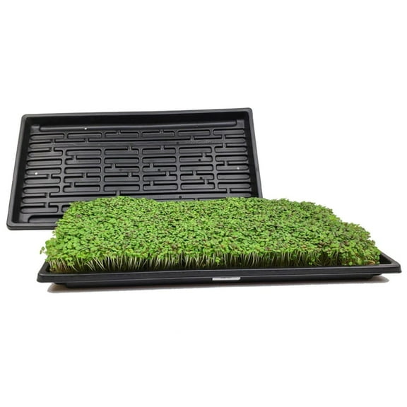 Heavy-Duty Microgreen Growing Trays - 10”W x 20”L x 1.25” D - 5 Cts