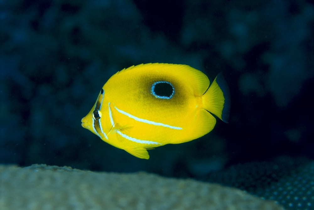 Micronesia Bennetts Butterflyfish (Chaetodon Bennetti) B1954 Canvas Art - Ed Robinson Design Pics (19 x 12)