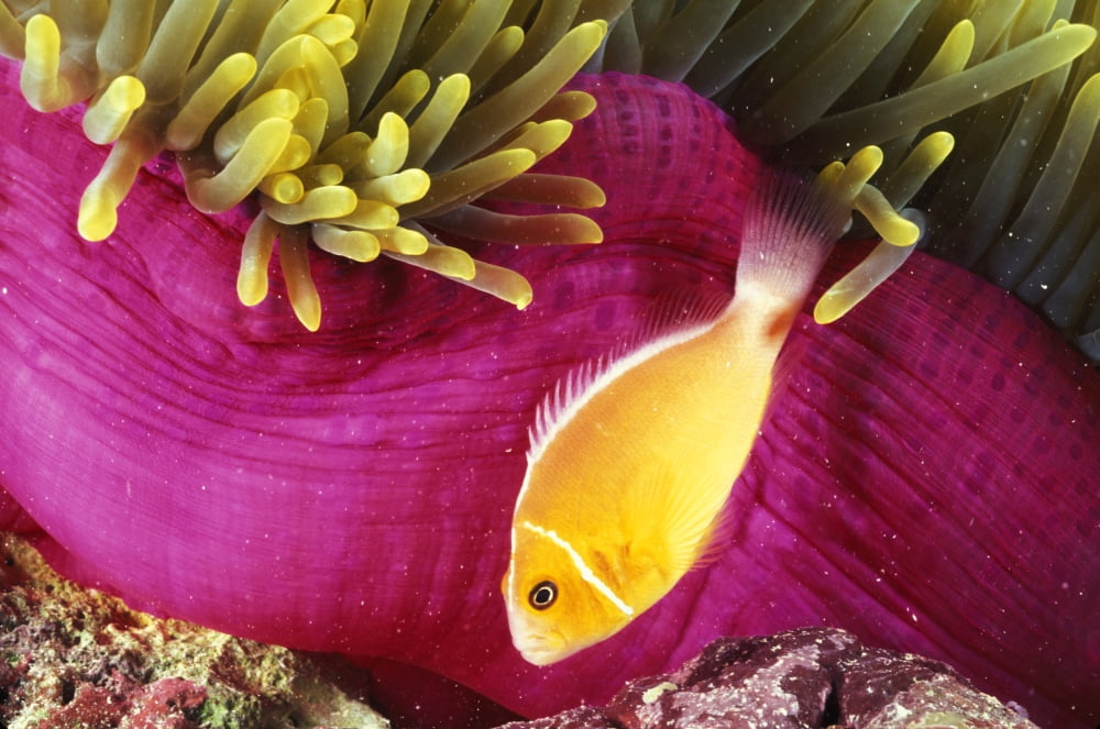 Micronesia Bright Orange Anemone Fish Swim Near Pink Anemone And Coral Canvas Art - Dave Fleetham Design Pics (17 x 11)