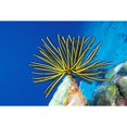 thumbnail image 1 of Micronesia Bright Yellow Crinoid Blue Ocean Background. Poster Print, 1 of 3
