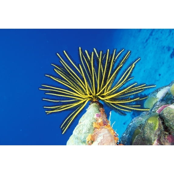 Micronesia Bright Yellow Crinoid Blue Ocean Background. Poster Print