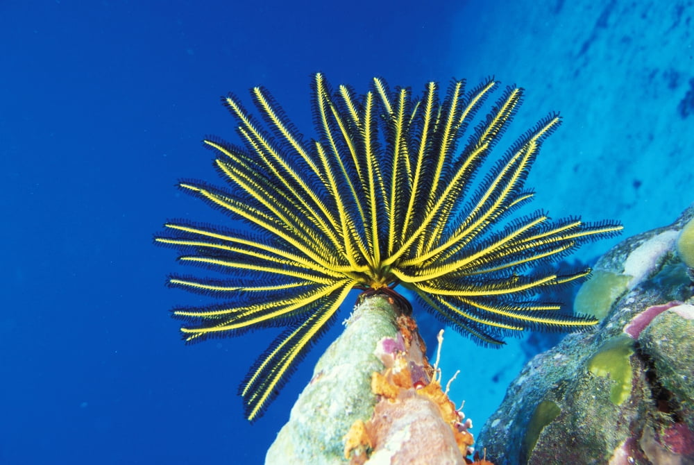 Micronesia Bright Yellow Crinoid (Comanthus Bennetti) Blue Ocean Background Canvas Art - Dave Fleetham Design Pics (34 x 22)