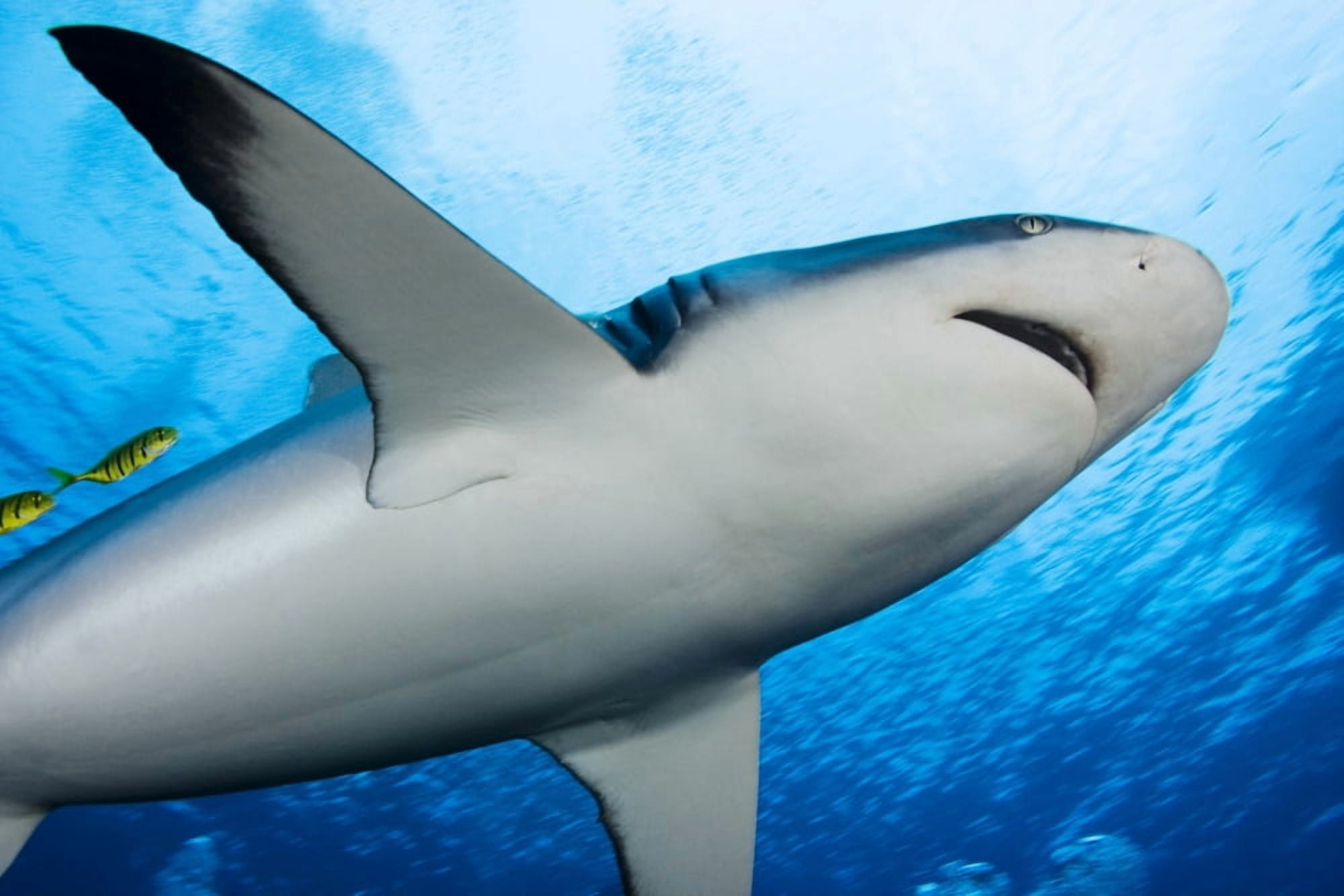 Micronesia (Carcharhinus Amblyrhynchos) Yap Yellow Juvenile Jacks Swimming with Grey Reef Shark Canvas Art - Dave Fleetham Design Pics (17 x 11)