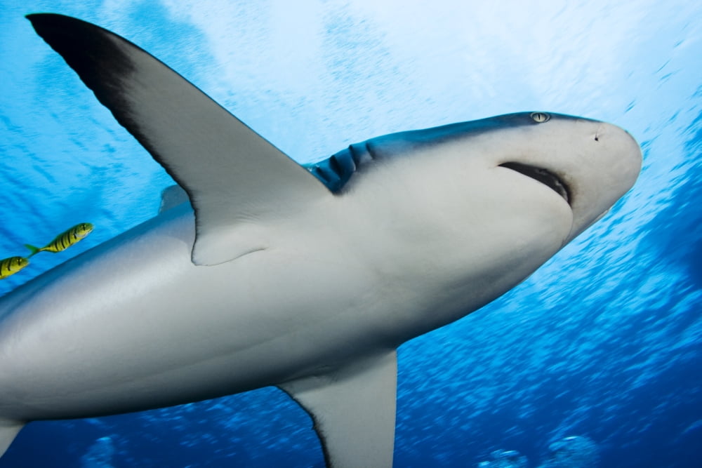 Micronesia (Carcharhinus Amblyrhynchos) Yap Yellow Juvenile Jacks Swimming with Grey Reef Shark Canvas Art - Dave Fleetham Design Pics (34 x 22)