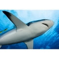 thumbnail image 1 of Micronesia; Yap Yellow Juvenile Jacks Swimming with Grey Reef Shark Print, 1 of 3