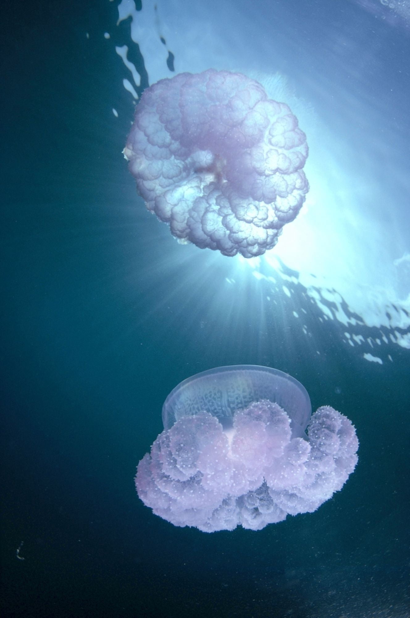 Micronesia Caroline Islands Chuuk Truk Lagoon Pair Of Jellyfish Near Surface With Sunburst A88G Canvas Art - Dave Fleetham Design Pics (12 x 19)