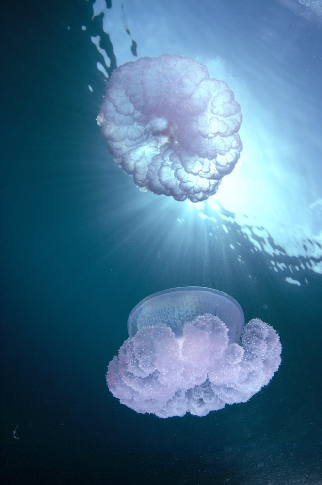 Micronesia Caroline Islands Chuuk Truk Lagoon Pair Of Jellyfish Near Surface With Sunburst A88G Canvas Art - Dave Fleetham Design Pics (24 x 38)