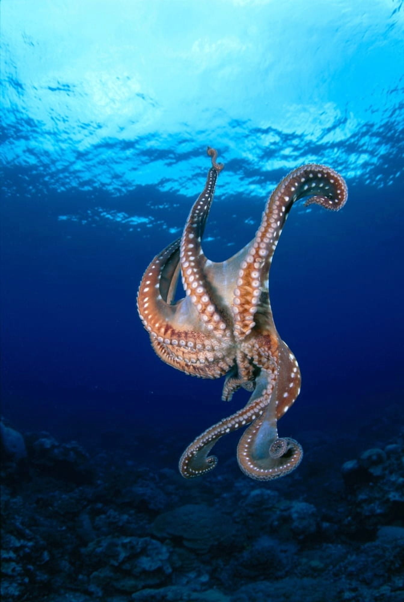 Micronesia Caroline Islands Kosrae Underside View Of Day Octopus With Surface Visible (Octopus Cyanea) Canvas Art - Dave Fleetham Design Pics (12 x 19)