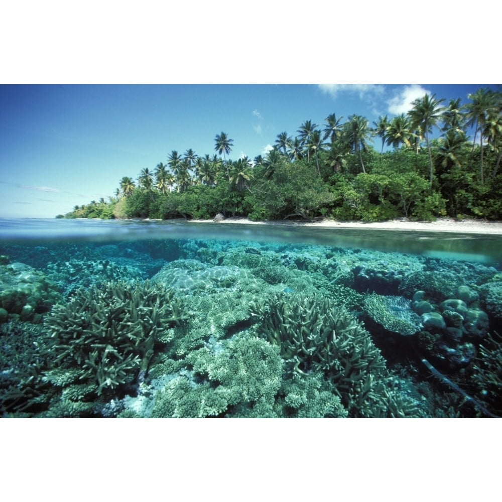 Micronesia Caroline Islands Pohnpei Over/Under Of Hard Coral Reef At ...