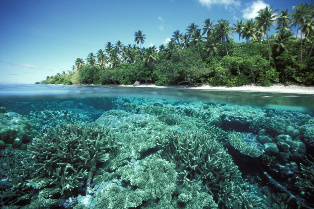 Micronesia Caroline Islands Pohnpei OverUnder Of Hard Coral Reef At Ant Atoll Canvas Art - Dave Fleetham Design Pics (34 x 22)