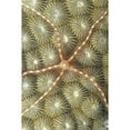 thumbnail image 1 of Micronesia Close-Up Brittle Star On Hard Coral Poster Print, 1 of 3