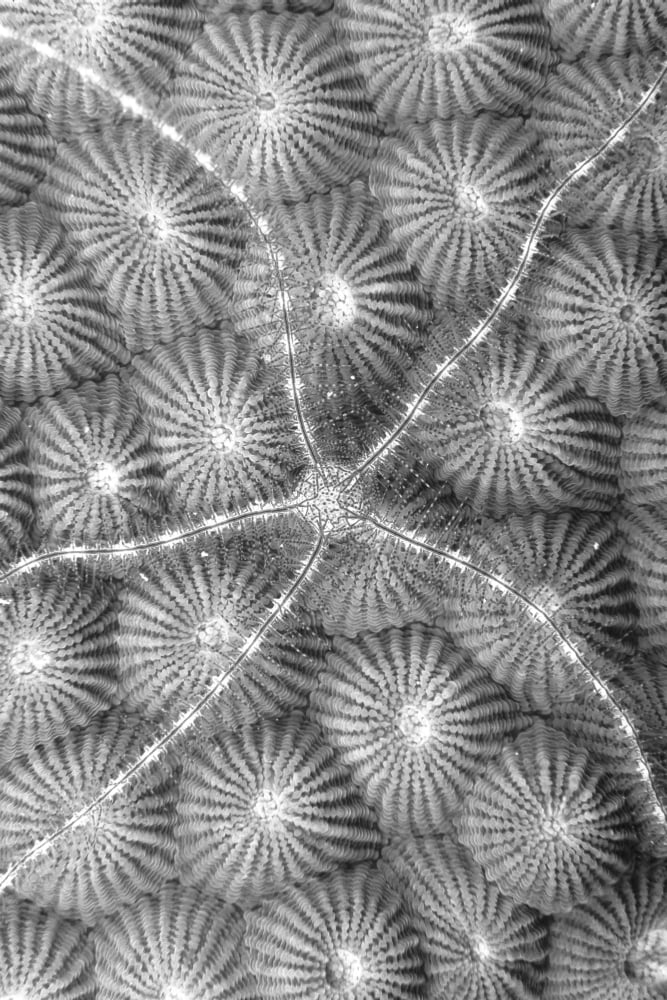 Micronesia Close-Up Brittle Star (Ophiothrix Sp) On Hard Coral (Diploastrea Heliopora) (Black And White Photograph) Canvas Art - Dave Fleetham Design Pics (13 x 20)