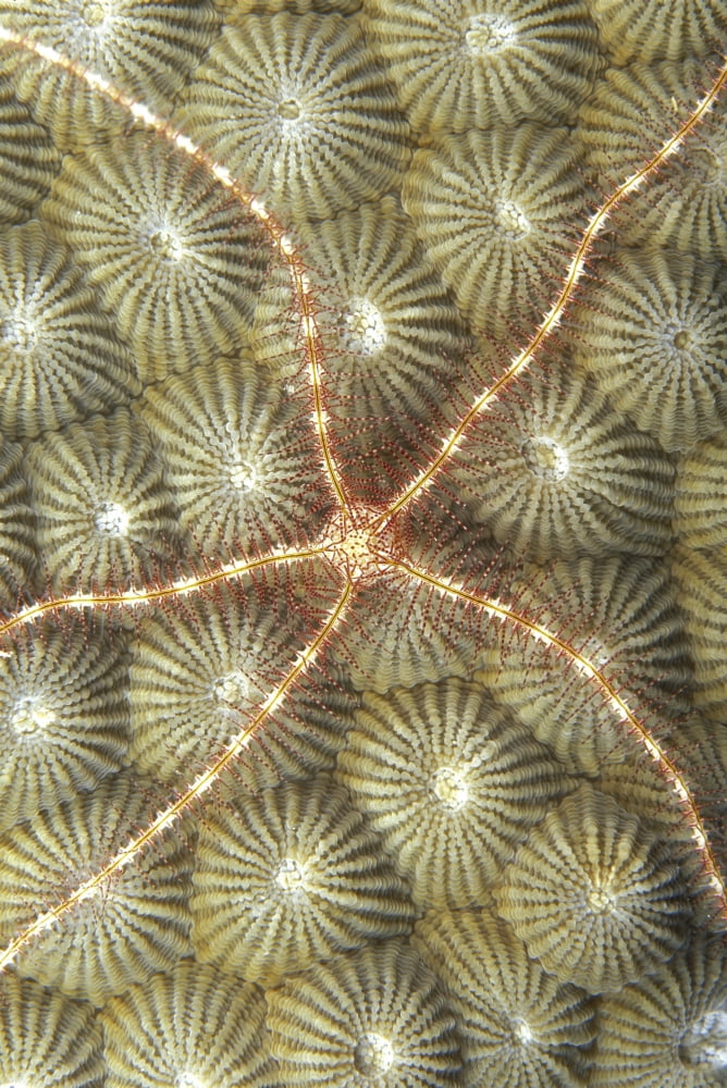 Micronesia Close-Up Brittle Star (Ophiothrix Sp) On Hard Coral (Diploastrea Heliopora) Canvas Art - Dave Fleetham Design Pics (12 x 19)