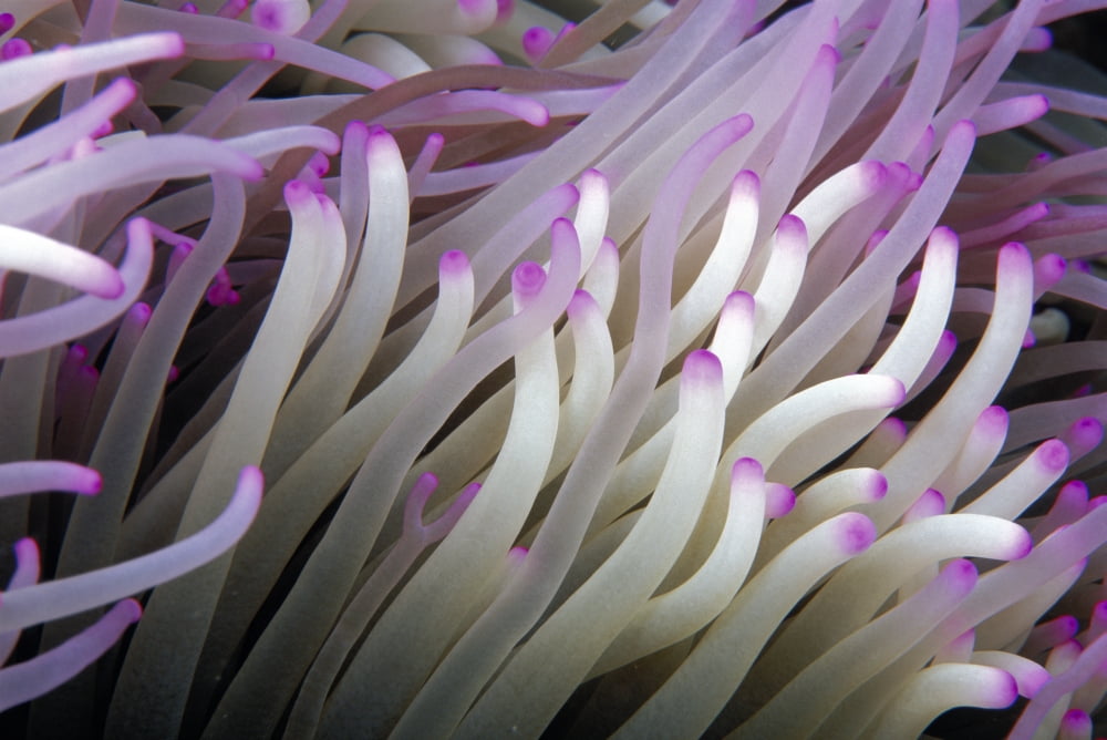 Micronesia Close-Up Detail Anemone Tentacles (Heteractis Magnifica) White Purple Tips Canvas Art - Dave Fleetham Design Pics (19 x 12)