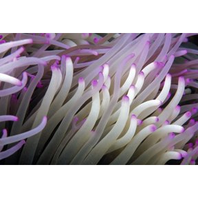 Micronesia Close-Up Detail Anemone Tentacles (Heteractis Magnifica) White Purple Tips Canvas Art - Dave Fleetham Design Pics (38 x 24)