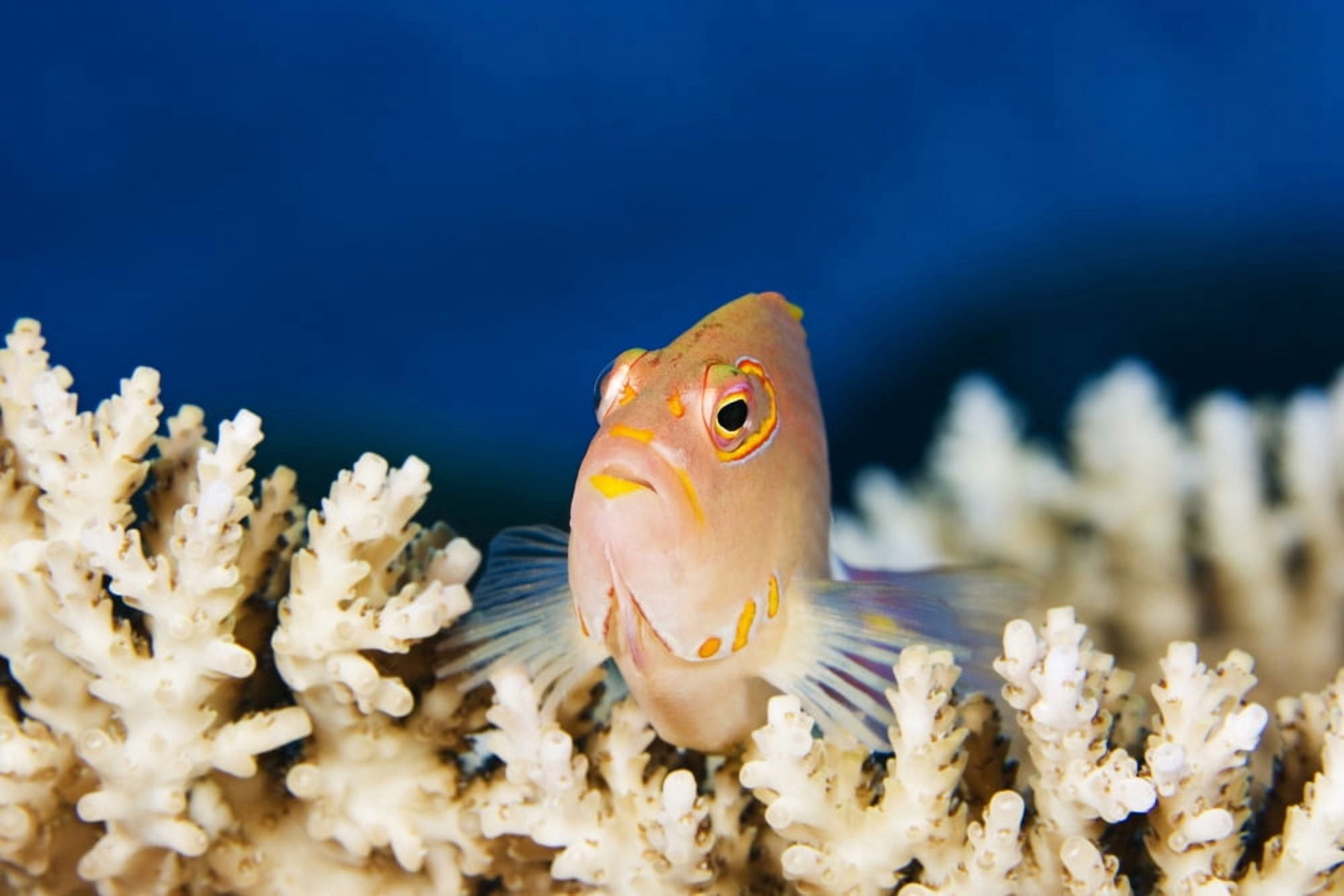 Micronesia Close-Up Of Arc-Eye Hawkfish (Paracirrhites Arcatus) Yap Canvas Art - Dave Fleetham Design Pics (17 x 11)