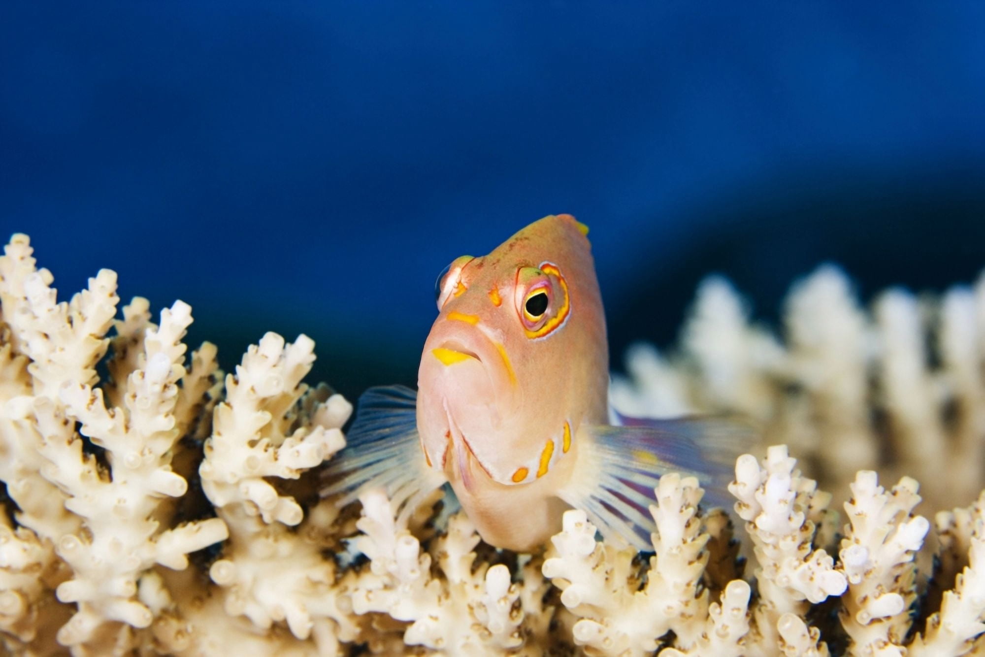 Micronesia Close-Up Of Arc-Eye Hawkfish (Paracirrhites Arcatus) Yap Canvas Art - Dave Fleetham Design Pics (34 x 22)