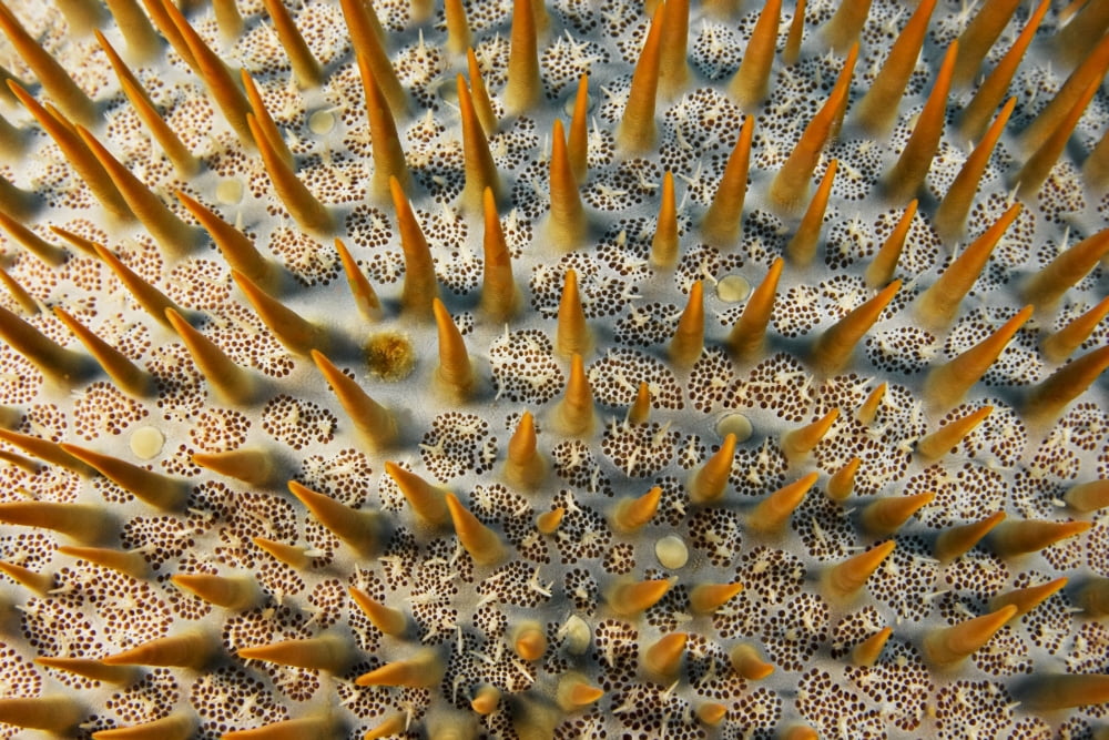 Micronesia Close-Up Of Crown-Of-Thorns Starfish (Acanthaster Planci) Yap Canvas Art - Dave Fleetham Design Pics (17 x 11)
