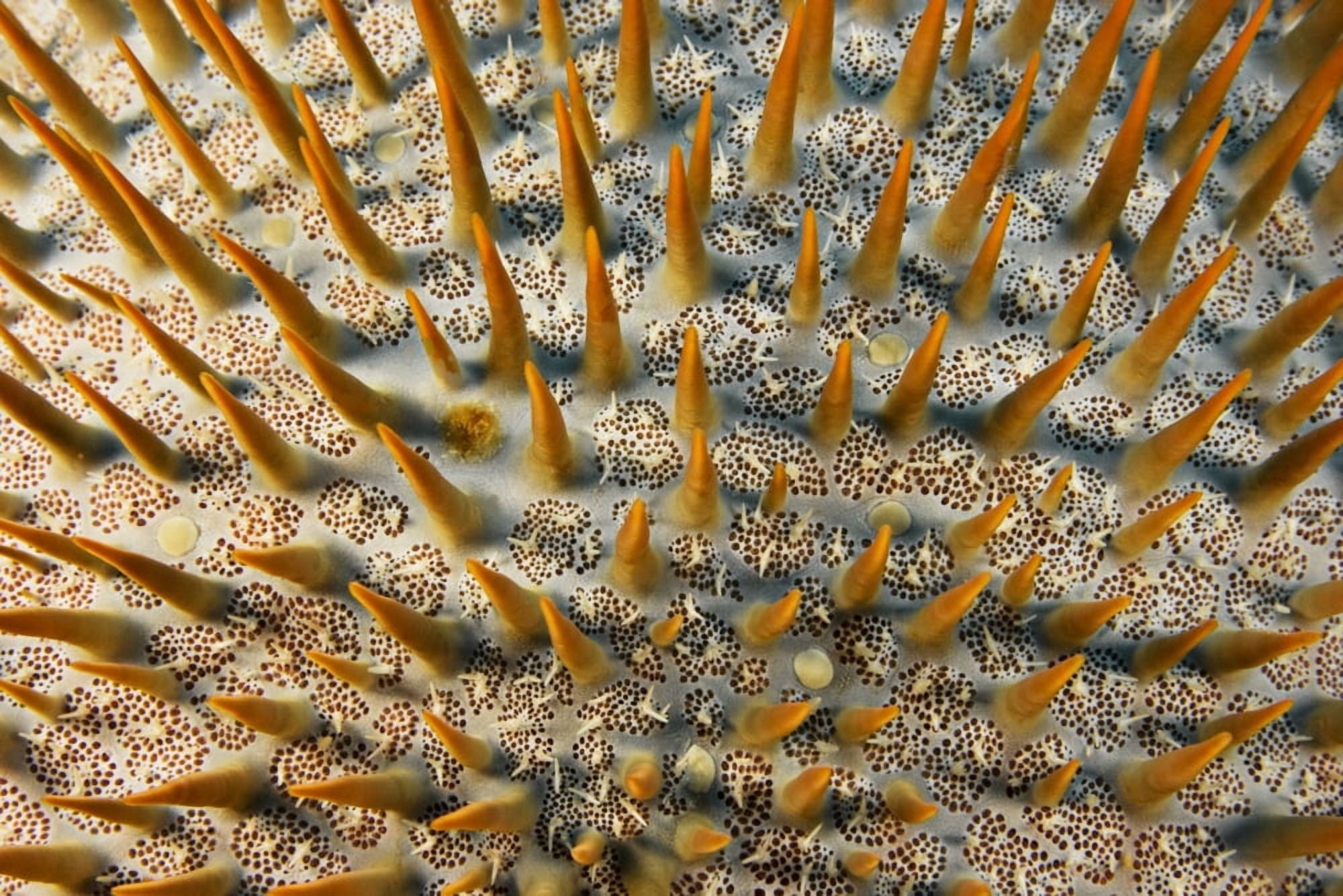 Micronesia Close-Up Of Crown-Of-Thorns Starfish (Acanthaster Planci) Yap Canvas Art - Dave Fleetham Design Pics (34 x 22)