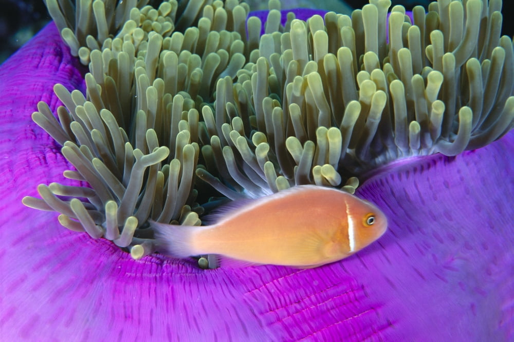 Micronesia Close-Up Of Pink Anemonefish With Anemone (Amphiprion Peraderaion) Canvas Art - Ed Robinson Design Pics (19 x 12)