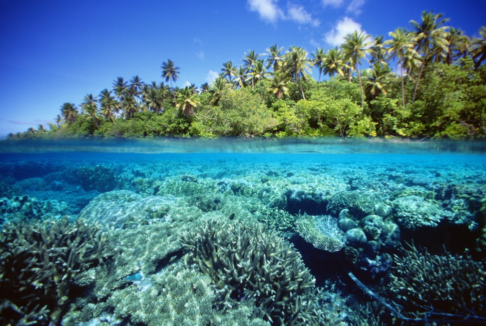 Micronesia Coral reef Pohnpei Canvas Art - Dave Fleetham Design Pics (19 x 12)