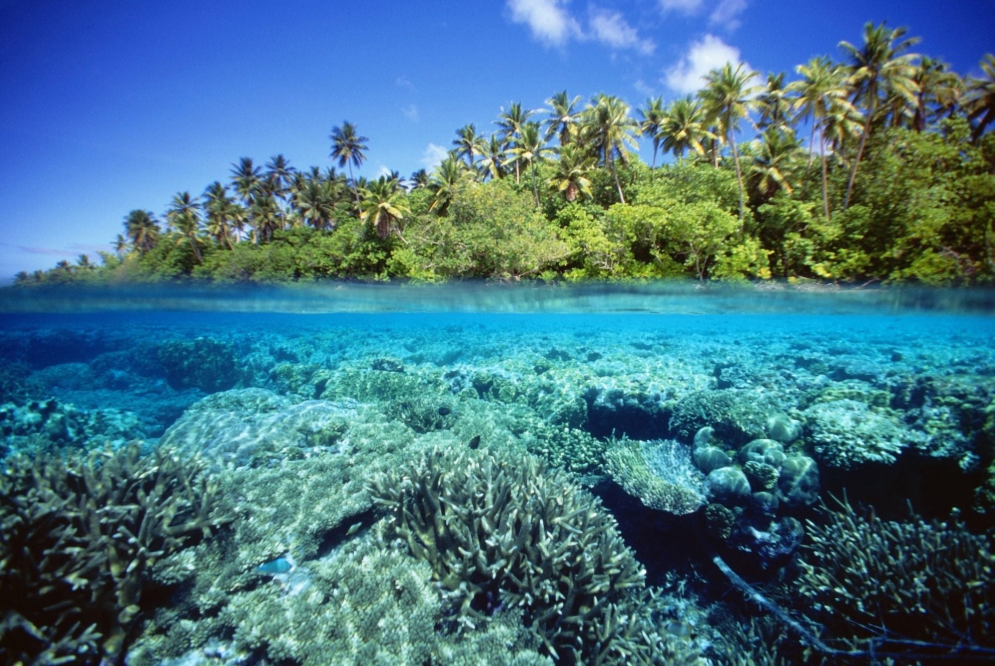 Micronesia Coral reef Pohnpei Canvas Art - Dave Fleetham Design Pics (38 x 24)