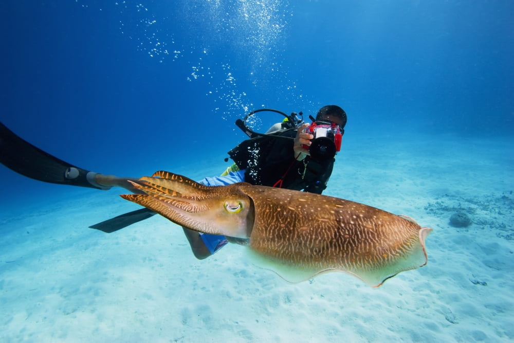 Micronesia Diver With Camera Swims Near Common Cuttlefish Palau Canvas Art - Dave Fleetham Design Pics (17 x 11)