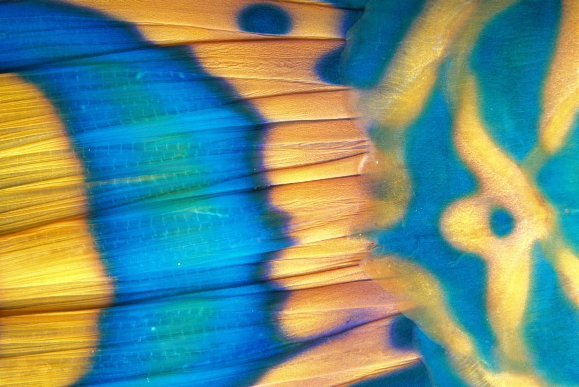 Micronesia Extreme Close-Up Bicolor Parrotfish Tail Fin Scale Detail (Cetoscarus Bicolor) Canvas Art - Dave Fleetham Design Pics (38 x 24)
