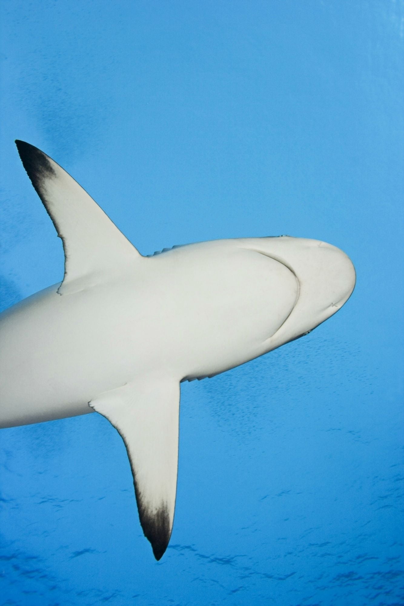 Micronesia Grey Reef Shark (Carcharhinus Amblyrhynchos) Yap Canvas Art - Dave Fleetham Design Pics (11 x 17)