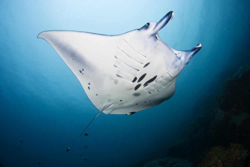 Micronesia Manta Ray In Beautiful Turquoise Water Yap Canvas Art - Dave Fleetham Design Pics (17 x 11)
