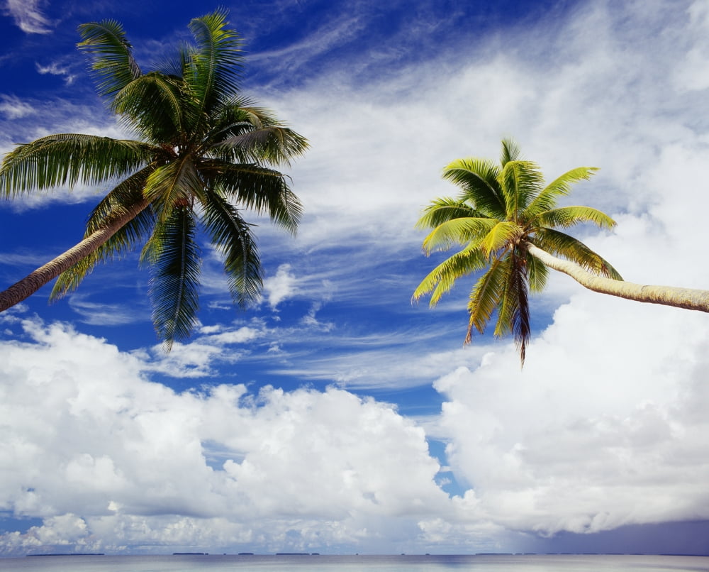 Micronesia Marshall Islands Majuro Atoll Two Coconut Trees Lean Over Lagoon Blue Sky And Clouds Canvas Art - Mitchell Warner Design Pics (17 x 14)
