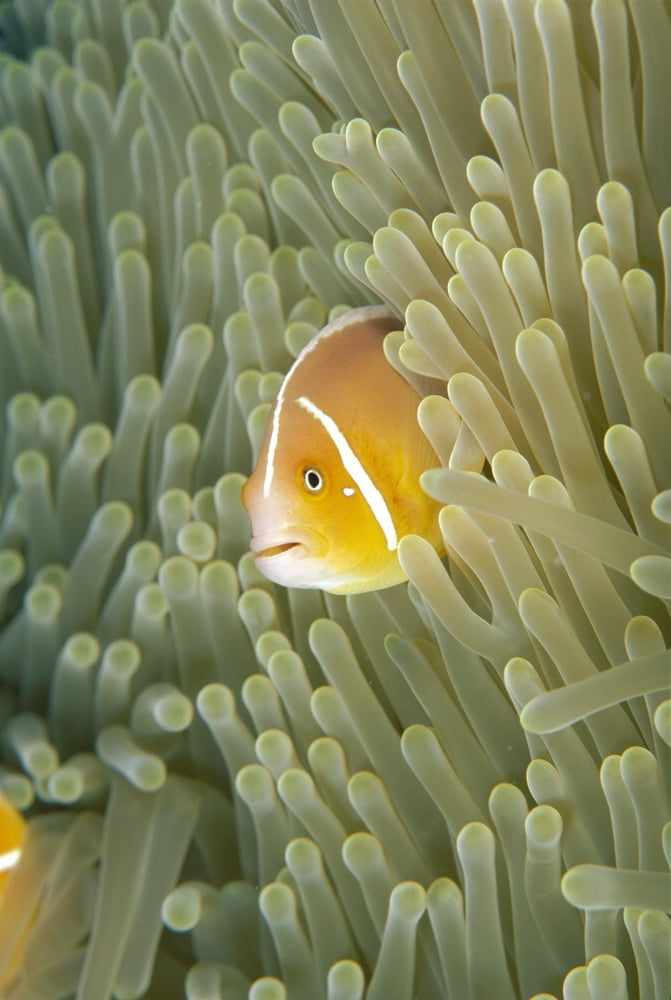 Micronesia Orange-Fin Anemonefish (Amphiprion Chrysopterus) And Sea Anemone (Heteractis Crispa) Sunburst Blue Ocean Canvas Art - Dave Fleetham Design Pics (24 x 38)