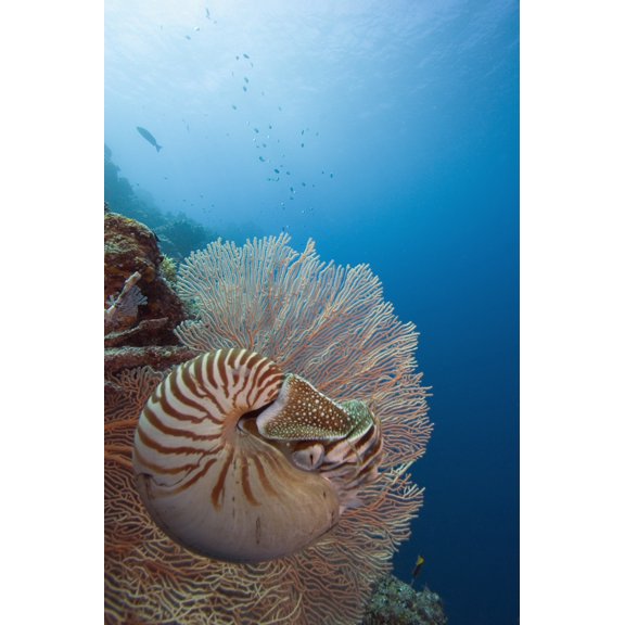 Micronesia  Palau  Chambered Nautilus  Floating Among Coral. Poster Print
