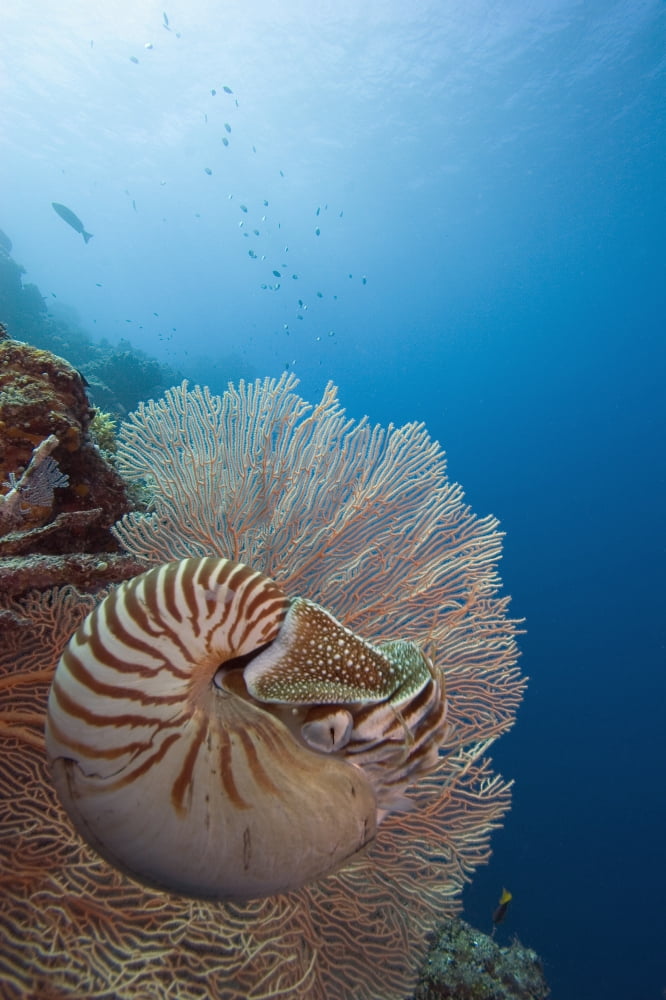 Micronesia Palau Chambered Nautilus (Nautilus Pompilius) Floating Among Coral Canvas Art - Dave Fleetham Design Pics (11 x 17)