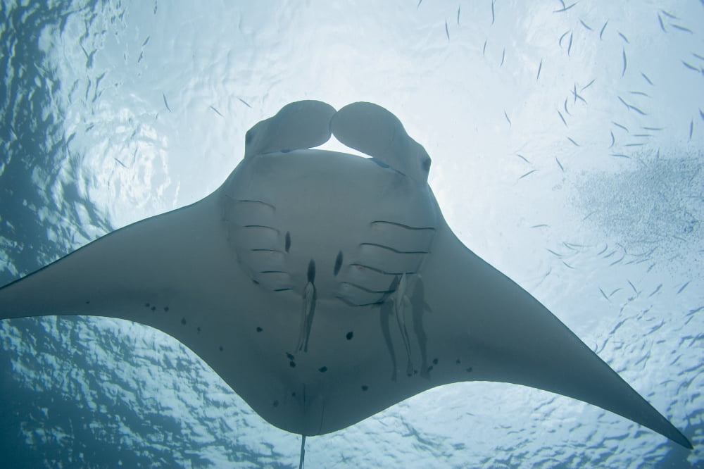 Micronesia Palau Manta Ray (Manta Birostris) With Remora Canvas Art - Dave Fleetham Design Pics (34 x 22)