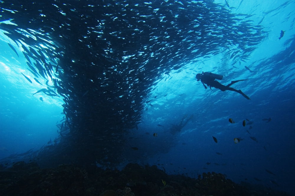 Micronesia Palau Scuba Diver With Schooling Bigeye Jacks (Caranx Sexfasciatus) Canvas Art - Dave Fleetham Design Pics (36 x 24)