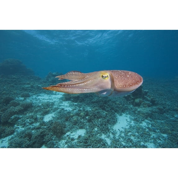 Common Library Layout Micronesia Palua Common Cuttlefish (Sepia Officinalis) Near The Ocean ...