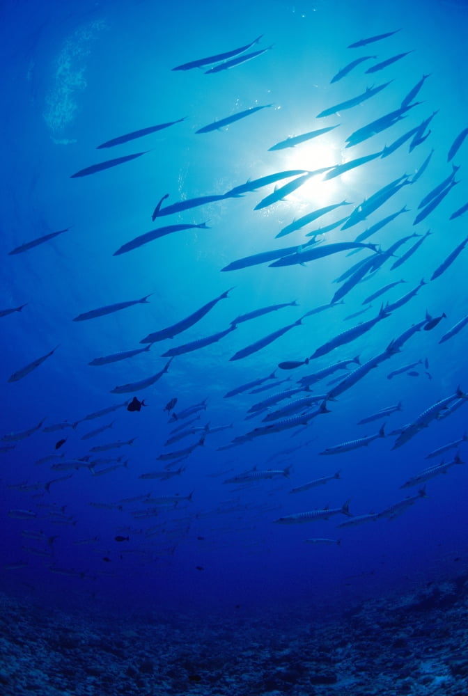 Micronesia School Blackfin Barracuda Silhouetted By Sunburst (Sphyraena Genie) Canvas Art - Dave Fleetham Design Pics (24 x 38)