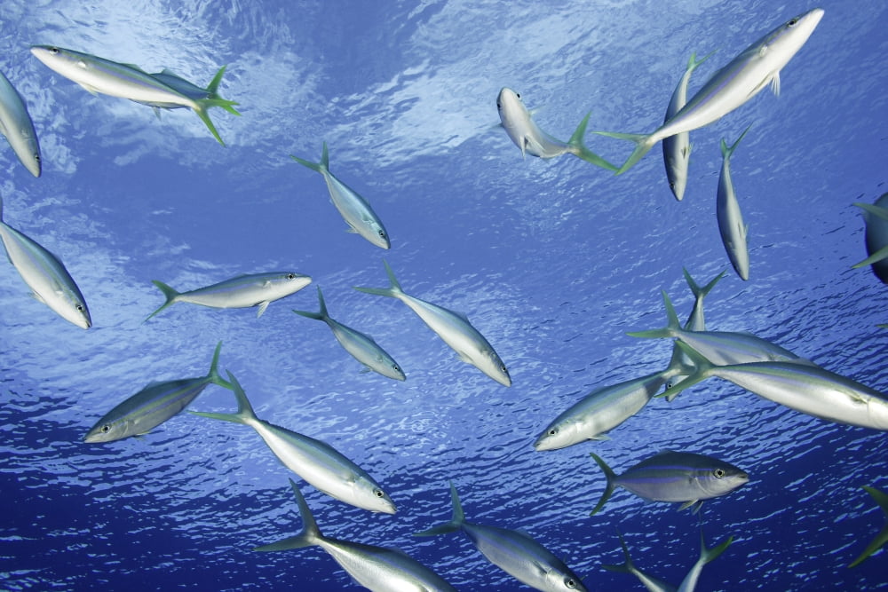Micronesia School of Rainbow Runner Yap Canvas Art - Dave Fleetham Design Pics (34 x 22)