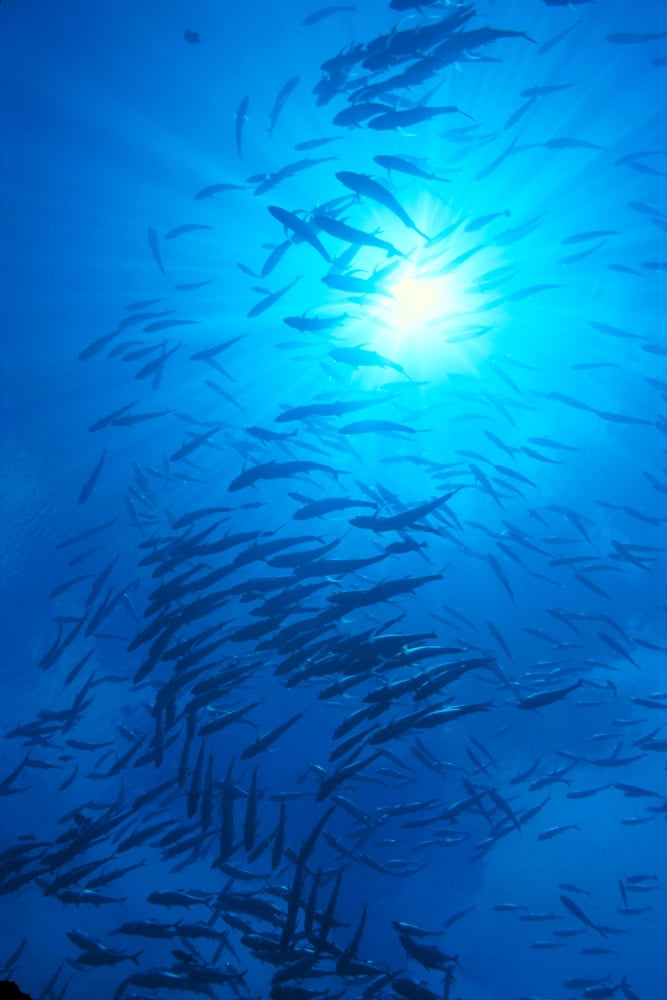 Micronesia Schooling Big-Eyed Jack Caranx Sexfasciatus Sunburst Canvas Art - Ed Robinson Design Pics (12 x 19)