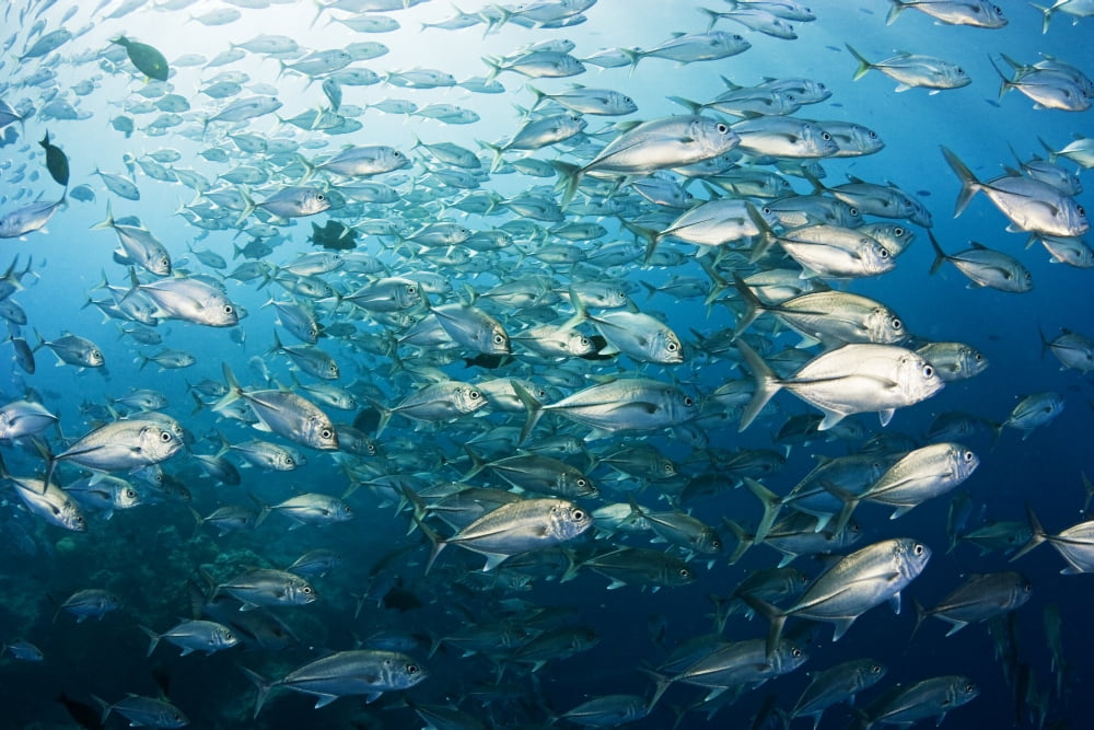 Micronesia Schooling Bigeye Jack Fish (Caranx Sexfasciatus) Yap Canvas Art - Dave Fleetham Design Pics (17 x 11)
