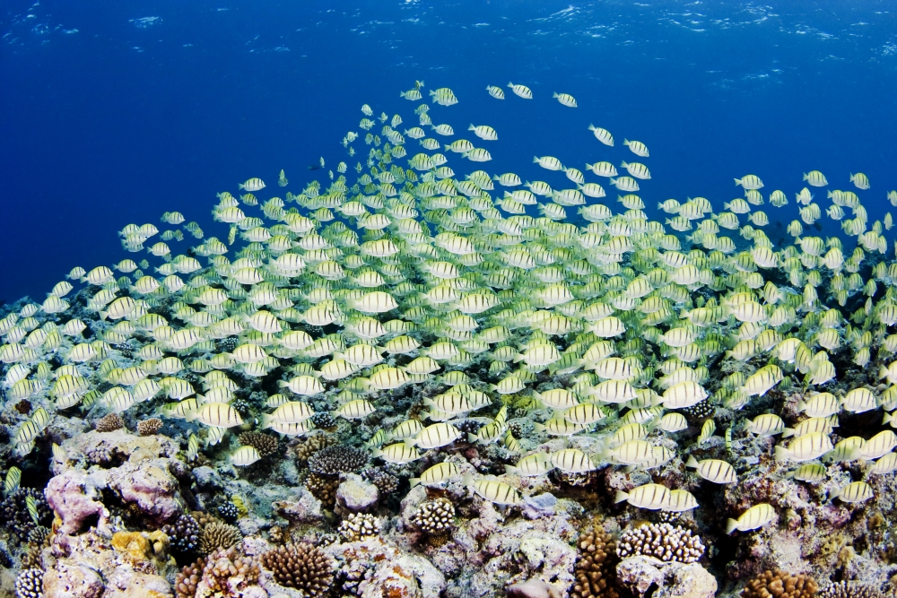 Micronesia Schooling Convict Surgeonfish (Acanthurus Triostegus) Above Reef Yap Canvas Art - Dave Fleetham Design Pics (34 x 22)