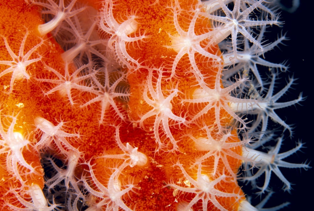 Micronesia Sponge Covered Gorgonian Coral Showing Polyp Detail Orange And White Canvas Art - Dave Fleetham Design Pics (38 x 24)