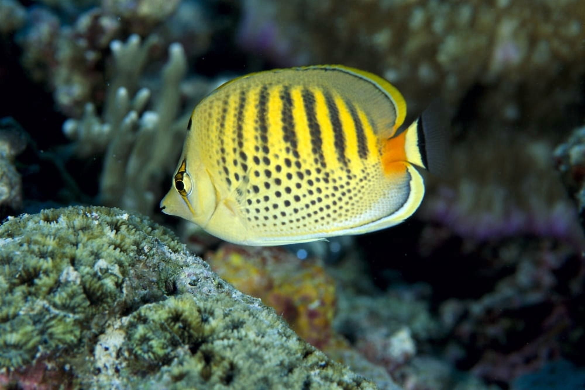 Micronesia Spot-Banded Butterflyfish (Chaetodon Punctatofasciatus) B1968 Canvas Art - Ed Robinson Design Pics (19 x 12)