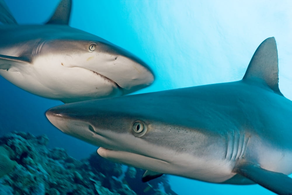 Micronesia Two Gray Reef Sharks (Carcharhinus Amblyrhynchos) In Turquoise Ocean Water  Yap Canvas Art - Dave Fleetham  Design Pics (17 x 11)